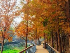 -白水寺森林公园