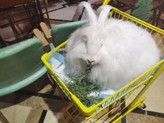 -猫色咖啡·猫咖