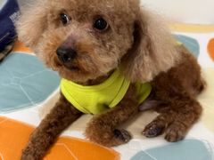 -久久宠物(河东万达店)