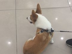 -艾贝尔宠物医院 ·中兽医·宠保定点(北门桥店)