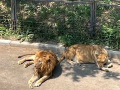 -大连森林动物园