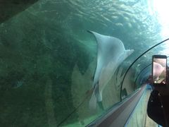 -悉尼海洋生物水族馆