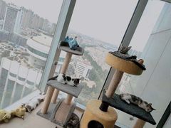 -喵店&猫咖