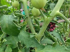 -哈拉新村