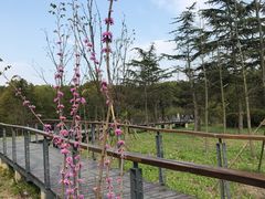 -昆山城市生态森林公园