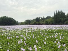 -白鹭湾湿地公园