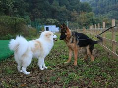 -趣多多宠物公园·宠物训犬学校·宠物寄养