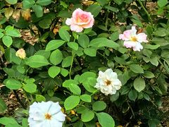 -国家植物园南园