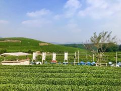 -龙坞茶村