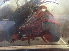 -海上人家The Sea Food Paradise Restaurant & Bar