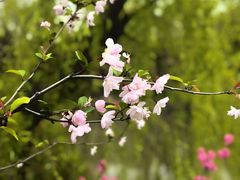 -南汇桃花村
