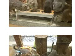 -more than meow吴止猫主题餐厅(承德 中船汇店)