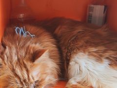 -平行世界·猫咖(首经贸店)