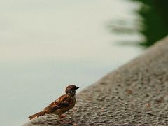 -西湖游船