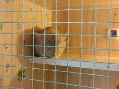 -喵园·猫主题咖啡厅·撸猫·猫咖(国贸店)