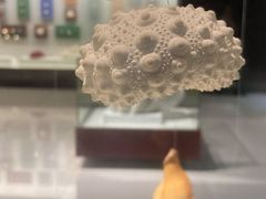 -青岛贝壳博物馆