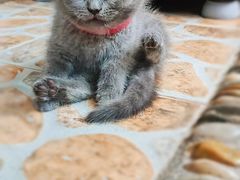 -芭比堂动物医院广州顽皮分院