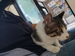 -瑞派宠物医院·犬猫全科·猫友好(宾水西道店)