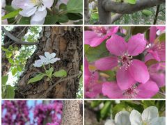 -海棠花溪(元大都城垣遗址公园)