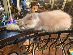 -more than meow吴止猫主题餐厅(承德 中船汇店)