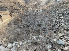 -北京西山国家森林公园