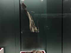 -嘉荫恐龙国家地质公园
