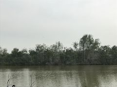 -大湾区中央湿地公园