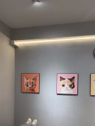 -洗脸猫·洗脸吧