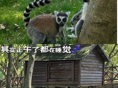 -上海野生动物园