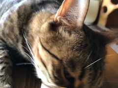 -猫猫幼稚园·撸猫·桌游·电玩