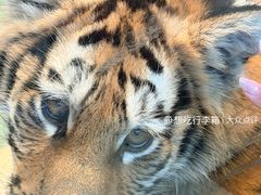 -横道河子东北虎林园