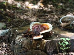 -华侨城湿地公园