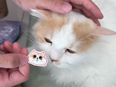 -平行世界·猫咖(首经贸店)