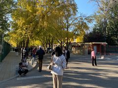 -三里屯东五街银杏大道