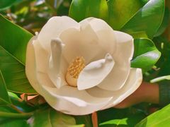 -上海滨江森林公园