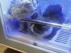 -PETKIT小佩宠物·低压洗护(国顺东路店)