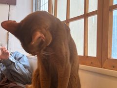 -Let's go狗咖·猫咖·奶狗·桌游(春熙路IFS店)