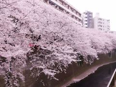 -武汉大学-樱园
