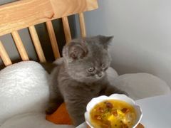 -屋虎猫馆(宝安大仟里店)