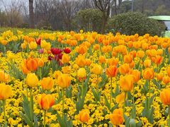 -苏州上方山国家森林公园