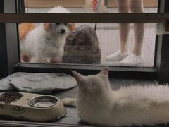 -吉丁鸟咖·异宠·寄养