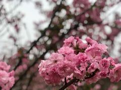 -天适樱花悠乐园