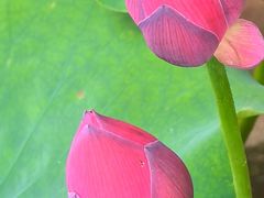 -杭州植物园