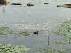 -金鸡湖景区