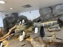 -大阪海游馆