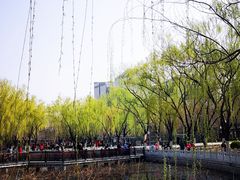 -莲花池公园