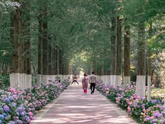 -合肥滨湖国家森林公园