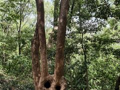 -上海佘山国家森林公园天马山园