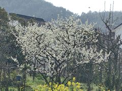 -树山生态村