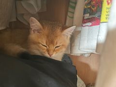 -飞行喵MR PILOT|猫舍·猫咖(静安大融城店)